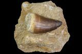 Mosasaur (Prognathodon) Tooth In Rock #85668-1